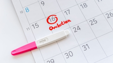 ovulation