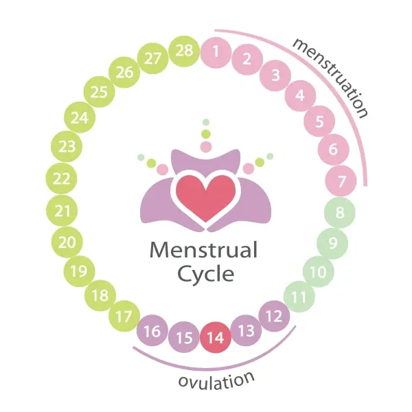 Ovulation Calculator  ART Fertility Clinic