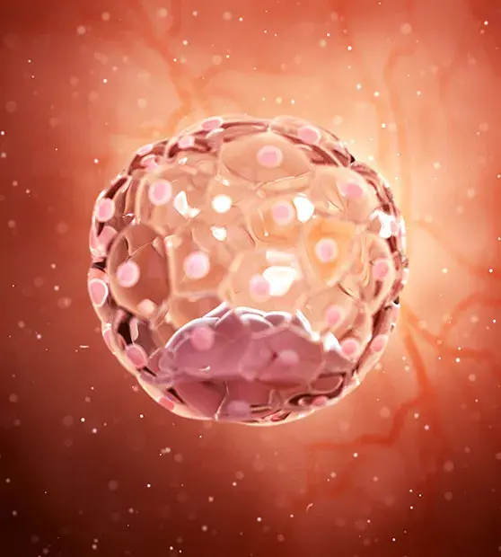 Blastocyst Culture