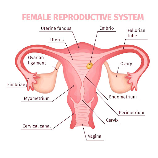 Fertilisation in female reproductive system