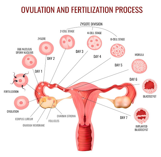 Process of fertilisation 