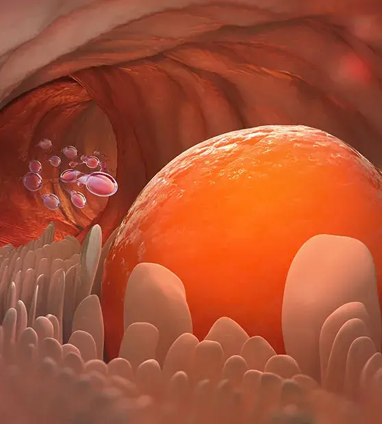 Ovulation
