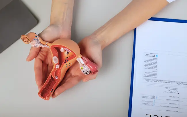 الرحم-ذو-القرنين-والحمل-1